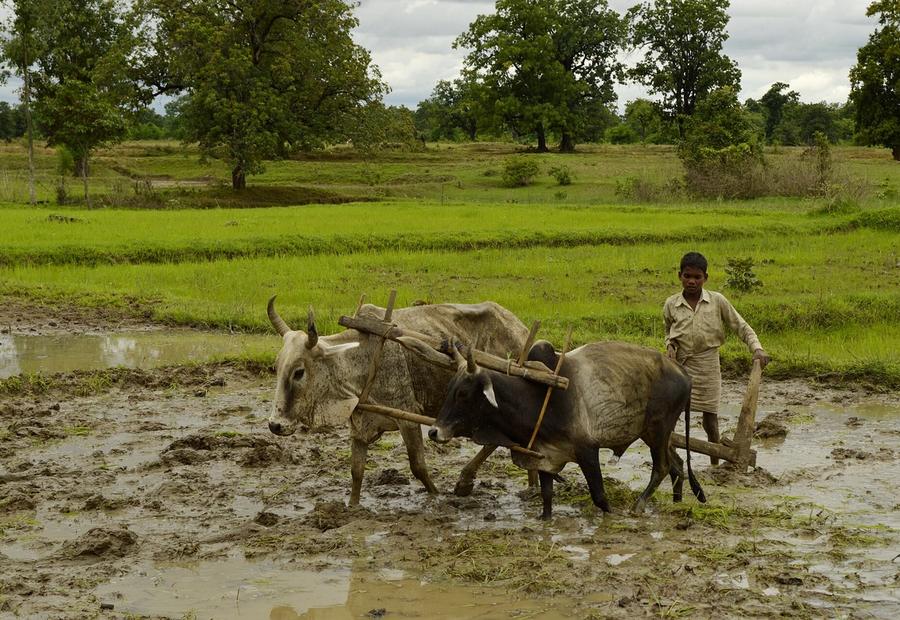 Indian farmer working in a paddy rice field during the monsoon season