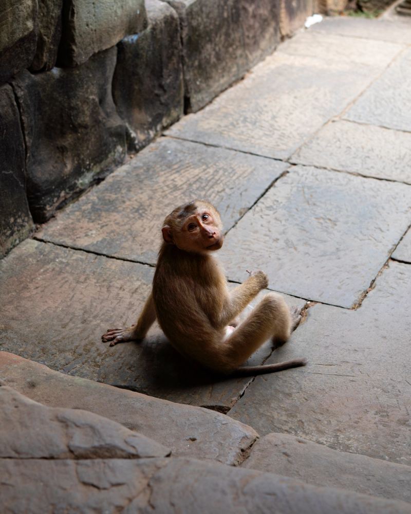 Photo de voyage par Paul Piccolini - Cambodge 2024 02 21 022