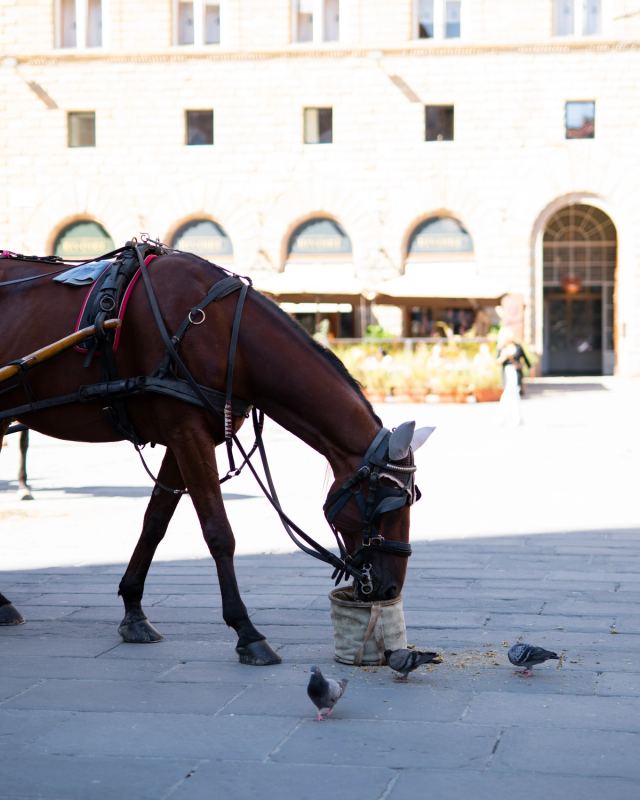 Photo de voyage par Paul Piccolini - Florence 2022 09 23 001
