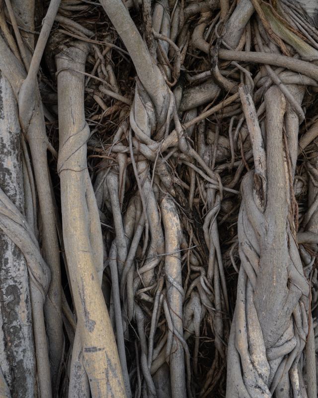 Photo de voyage par Paul Piccolini - Thailande 2023 01 06 032