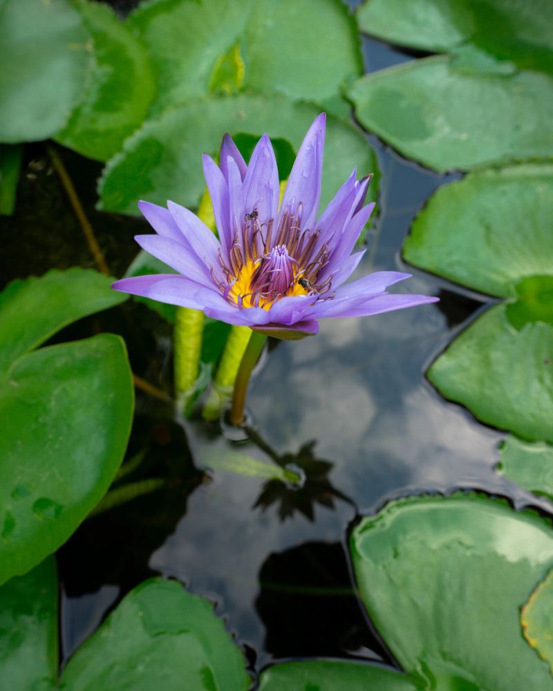 Photo de voyage par Paul Piccolini - Thailande 2023 01 06 029