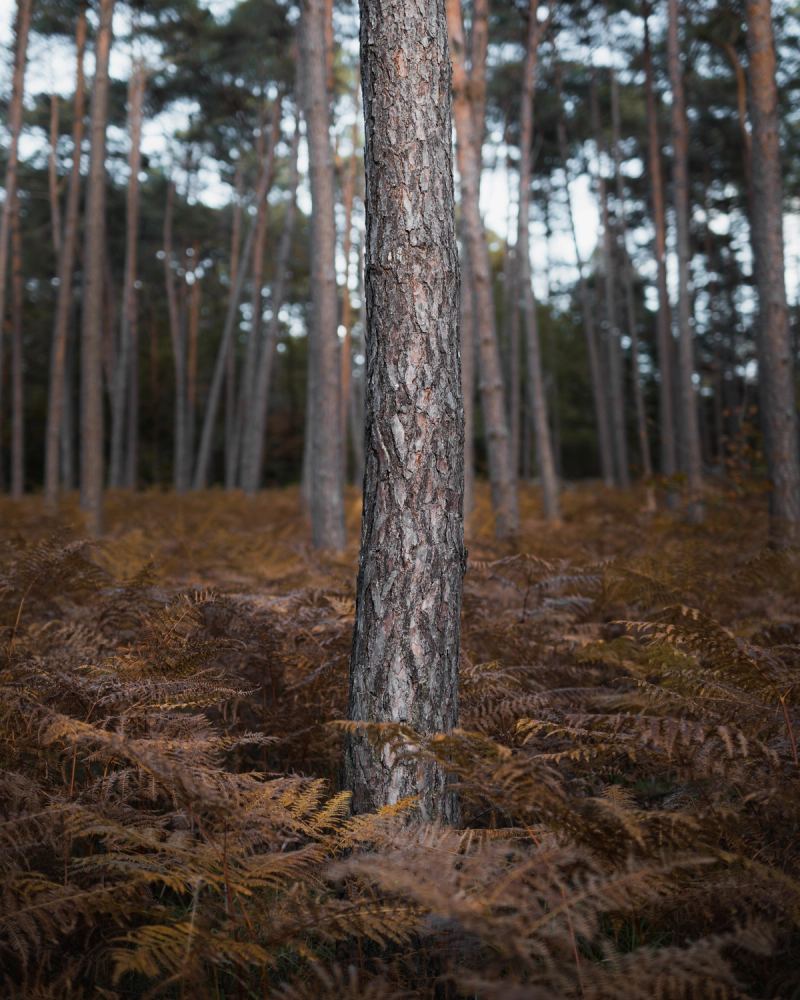 Photo de voyage par Paul Piccolini - A7R04963 (1) Modifier