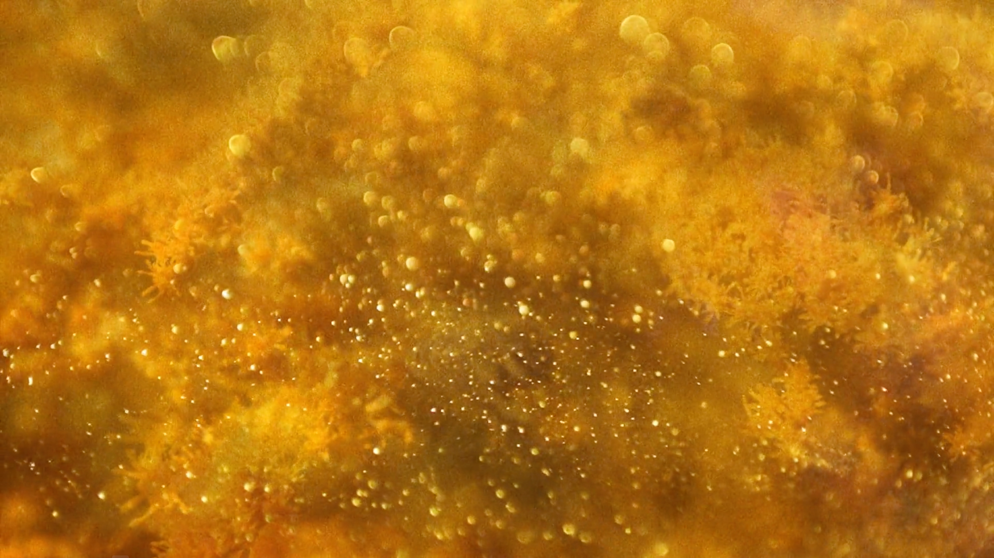 Film still by Cecilia Vicuña