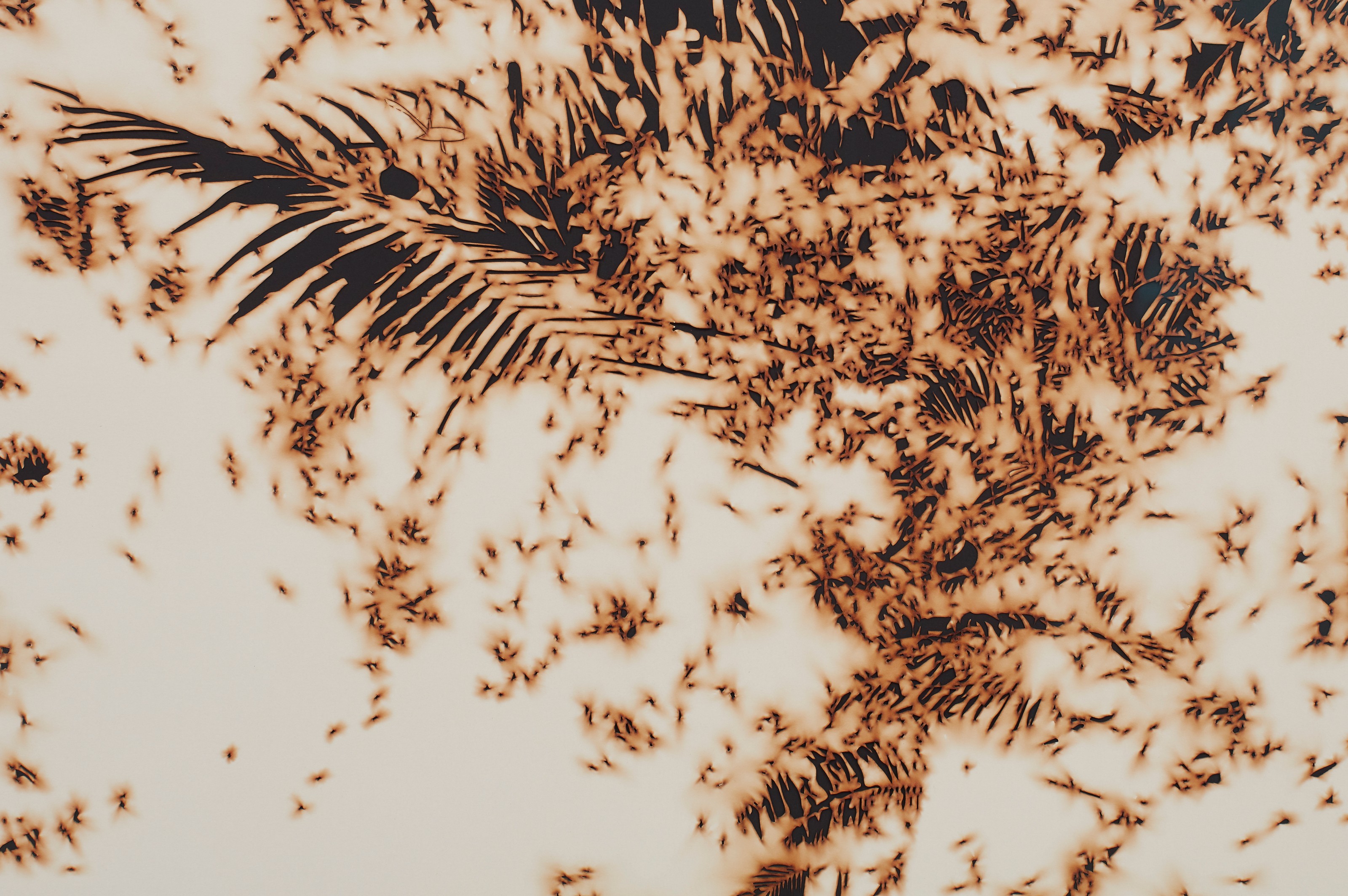 Work on paper by Teresita Fernández