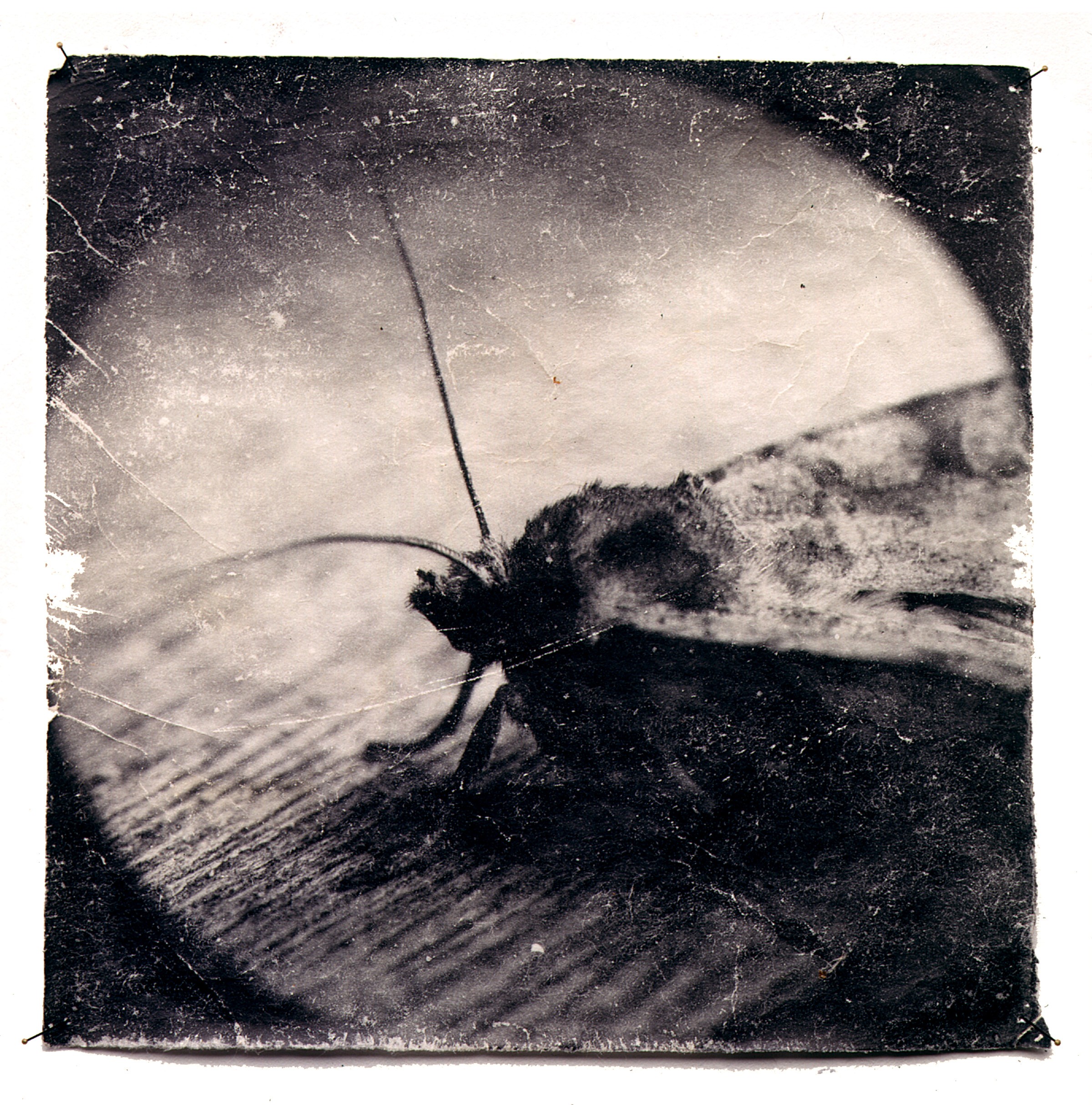 Photograph by Doug & Mike Starn