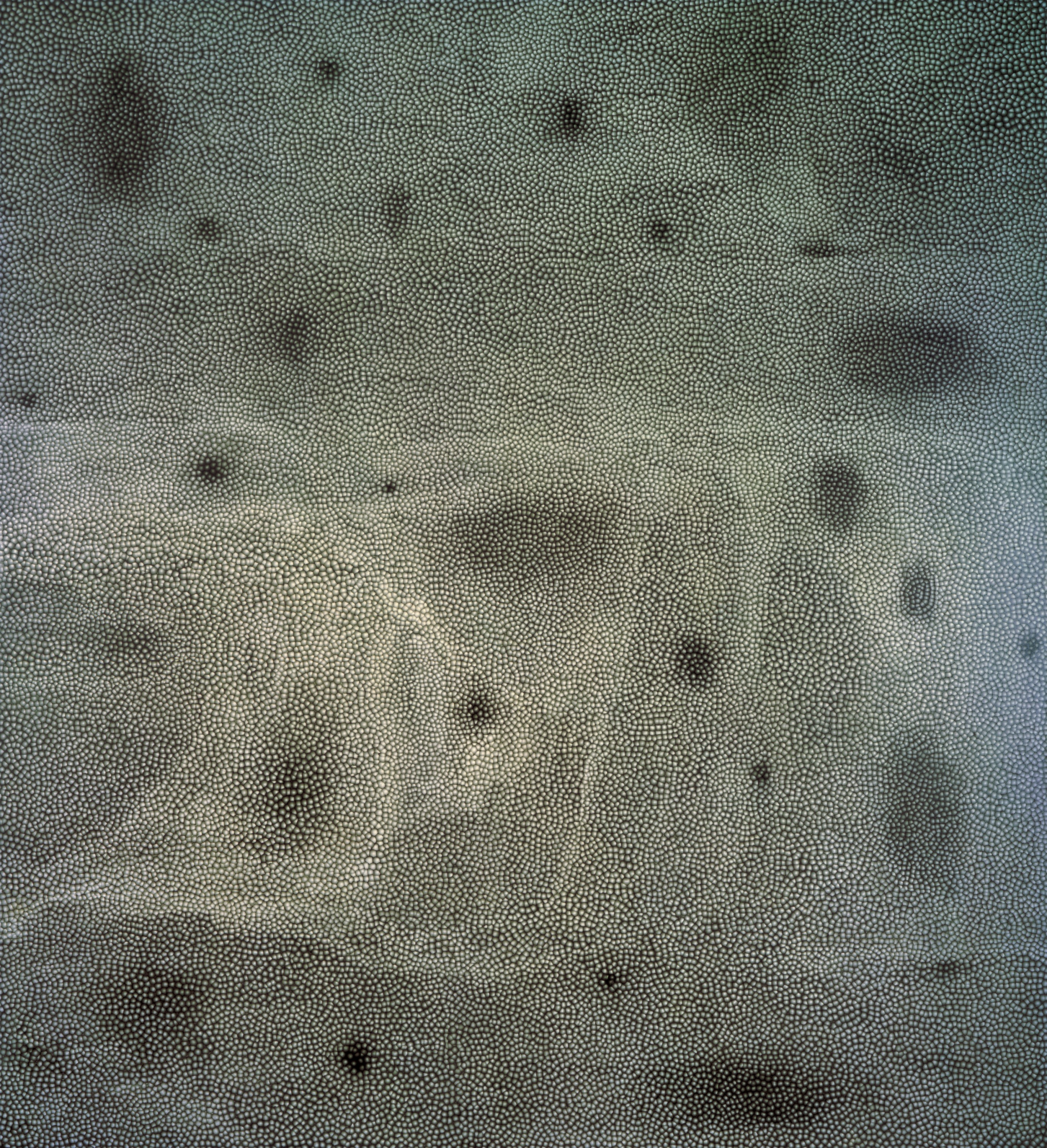Painting by Ross Bleckner