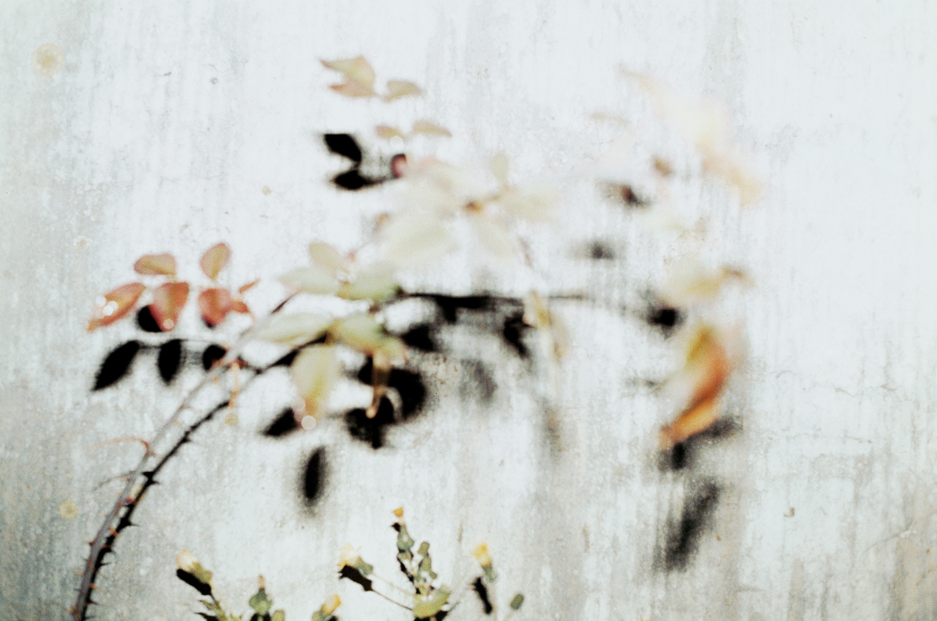 Photograph by Juergen Teller