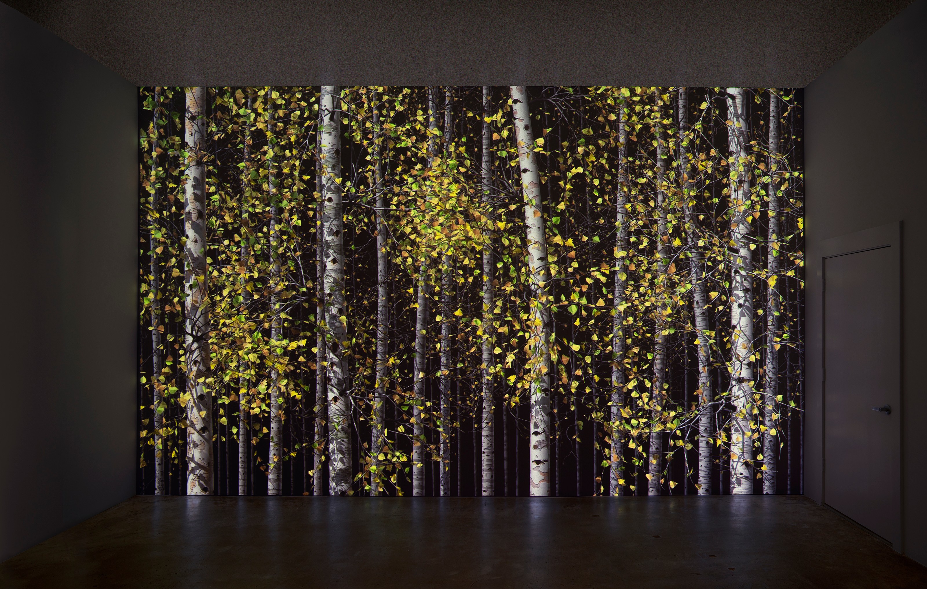 Video Installation by Jennifer Steinkamp