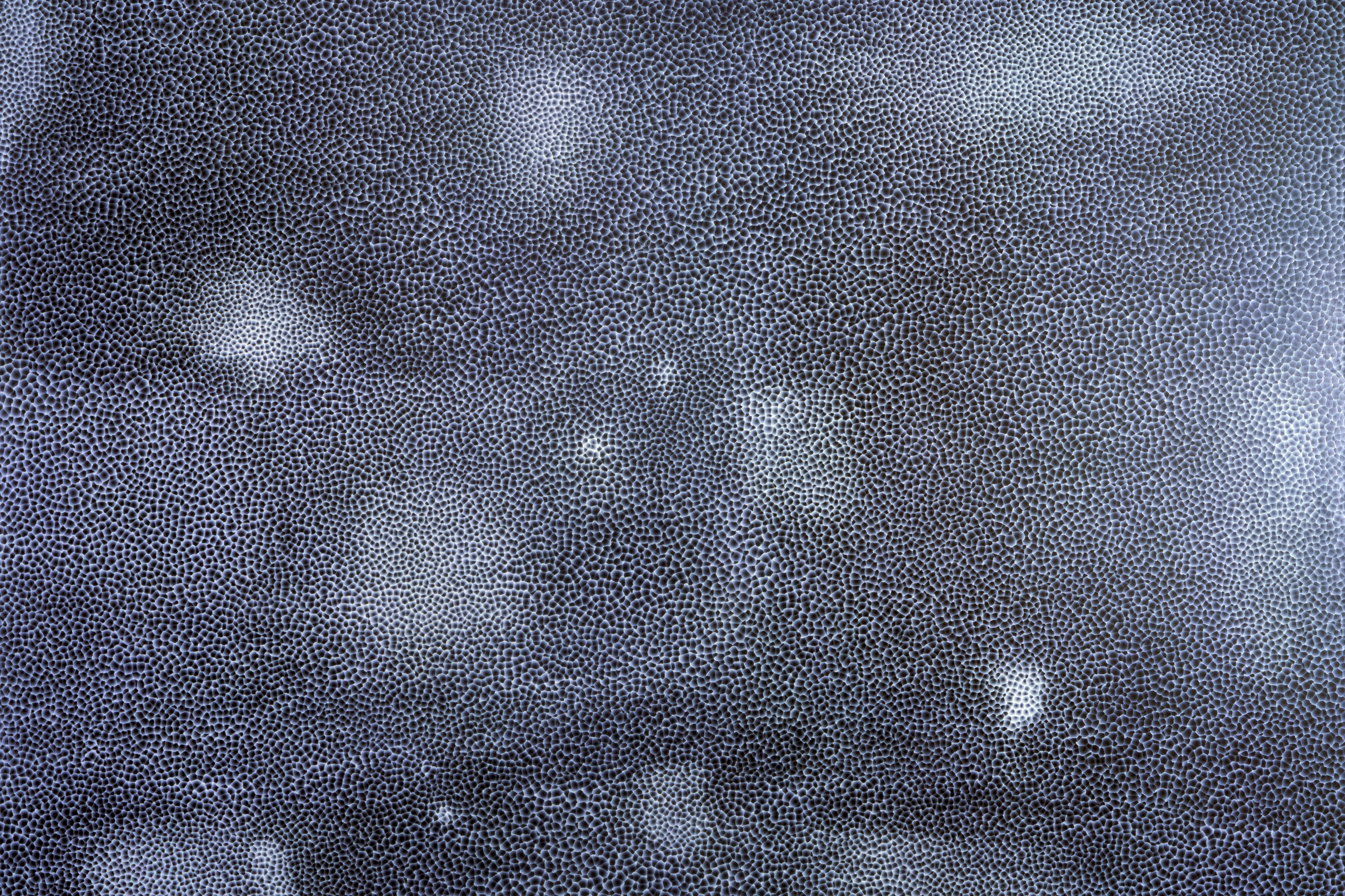 Painting by Ross Bleckner