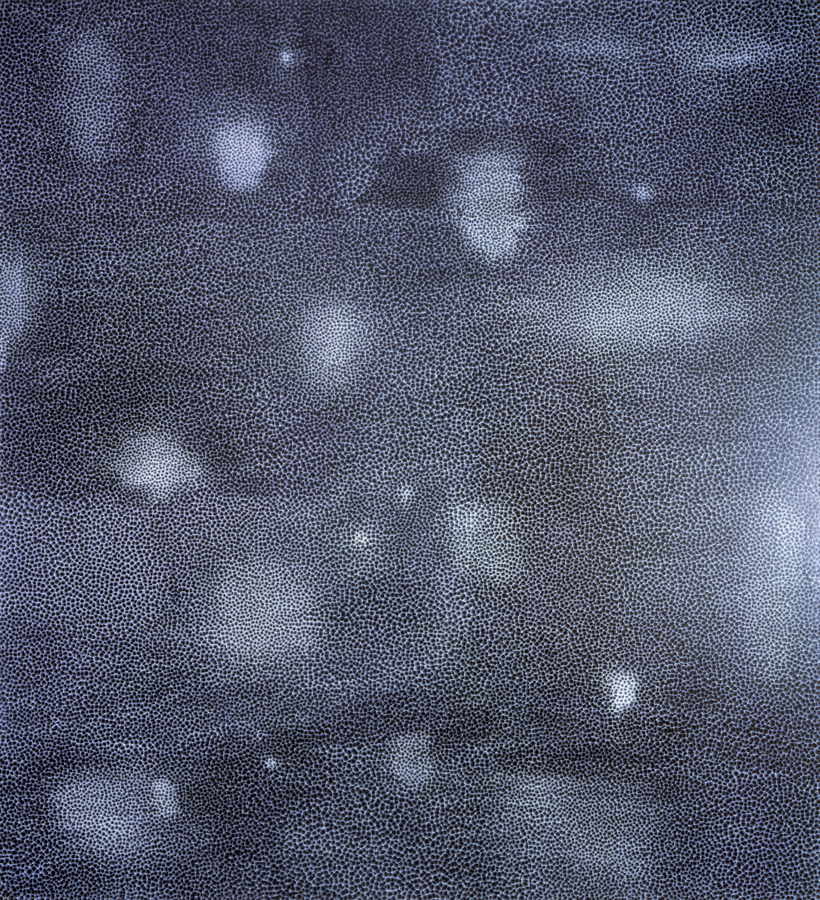 Painting by Ross Bleckner