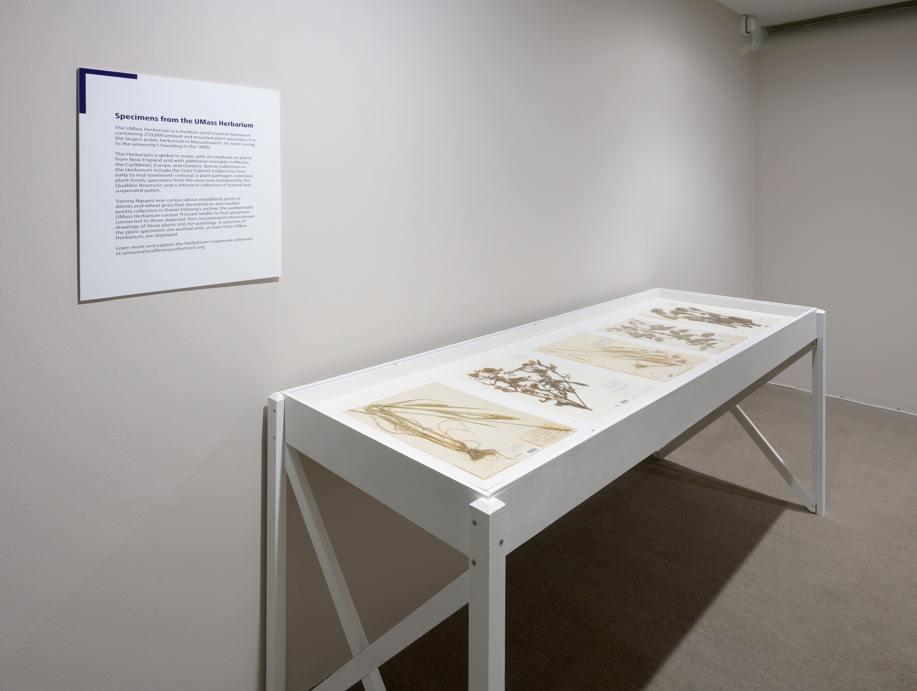 Installation view of The Political Uses of Madness at UMass Amherst