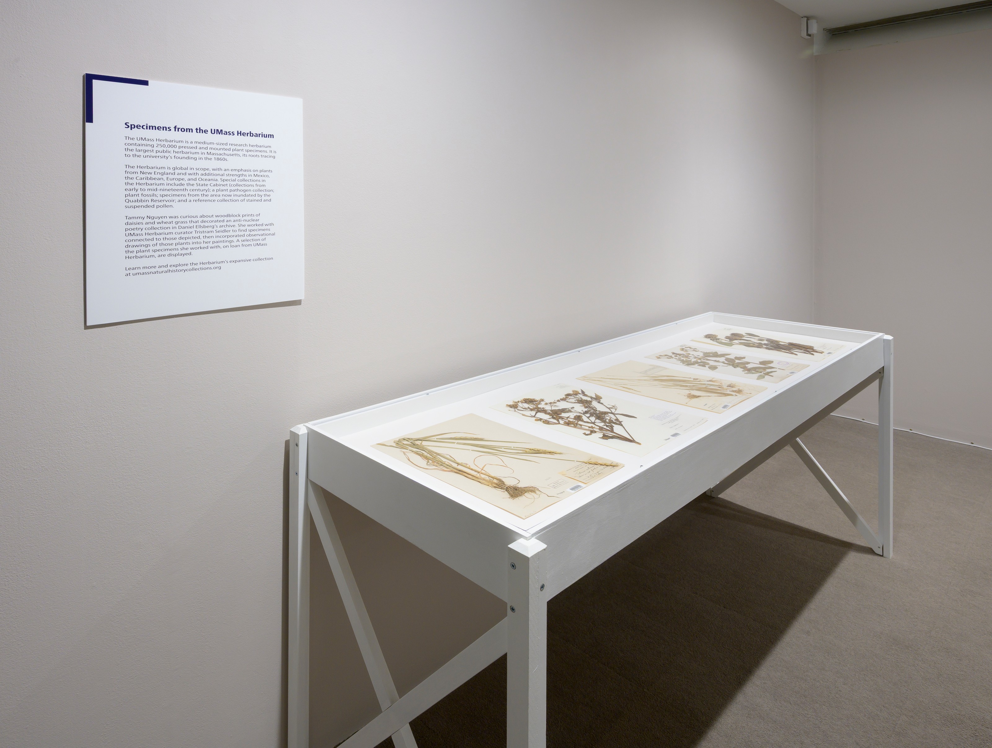 Installation view of The Political Uses of Madness at UMass Amherst