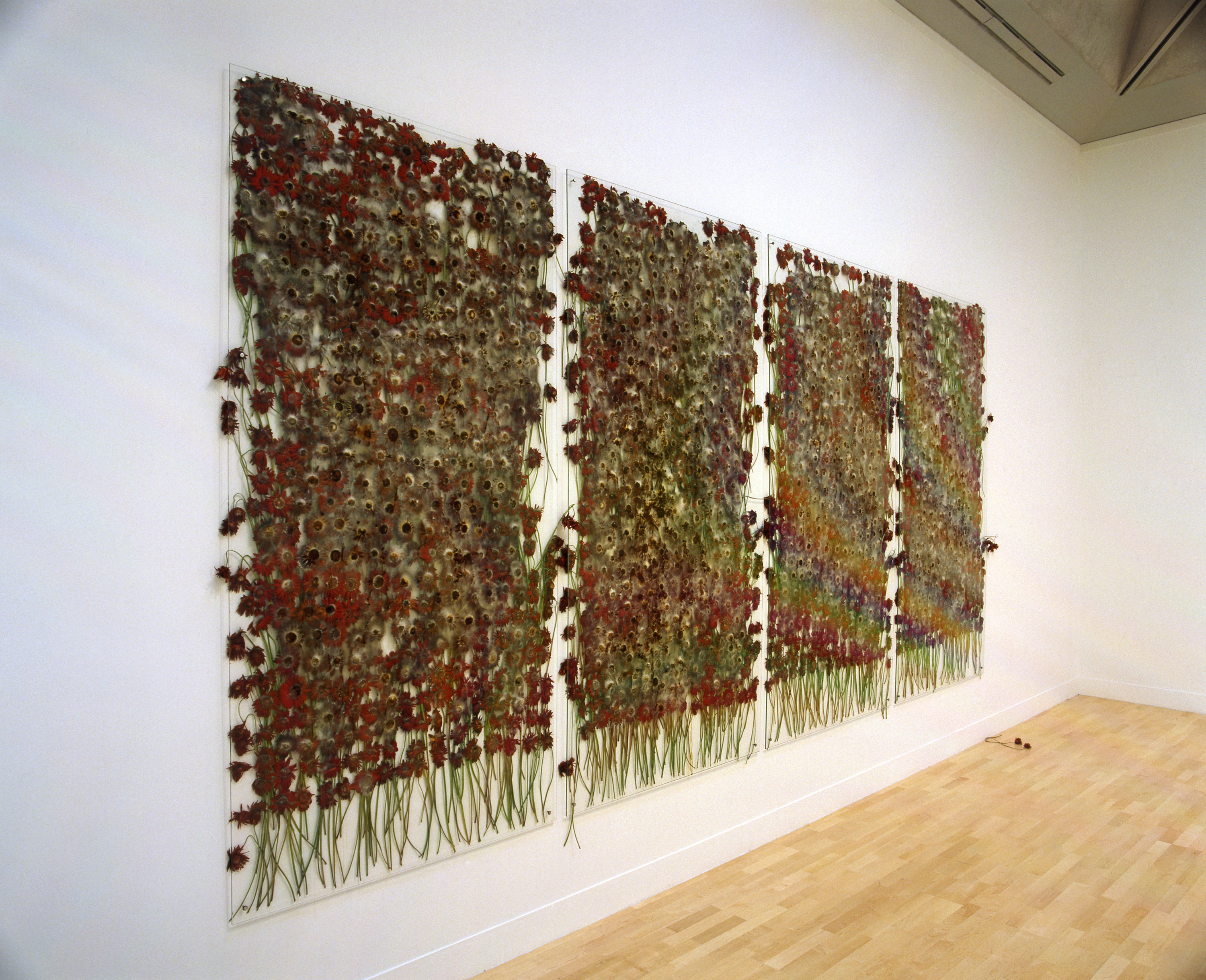 Installation of preserve 'beauty' at Tate Britain