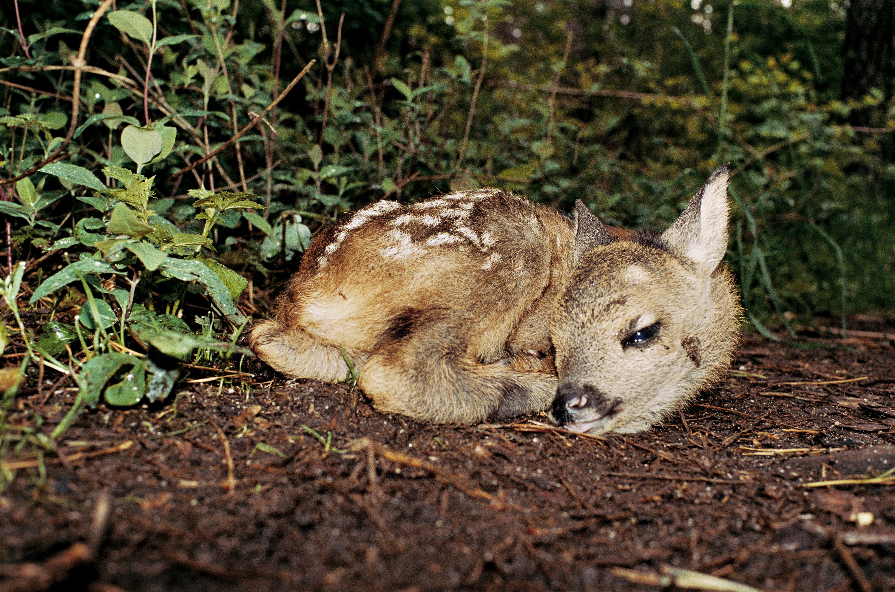 Photograph by Juergen Teller