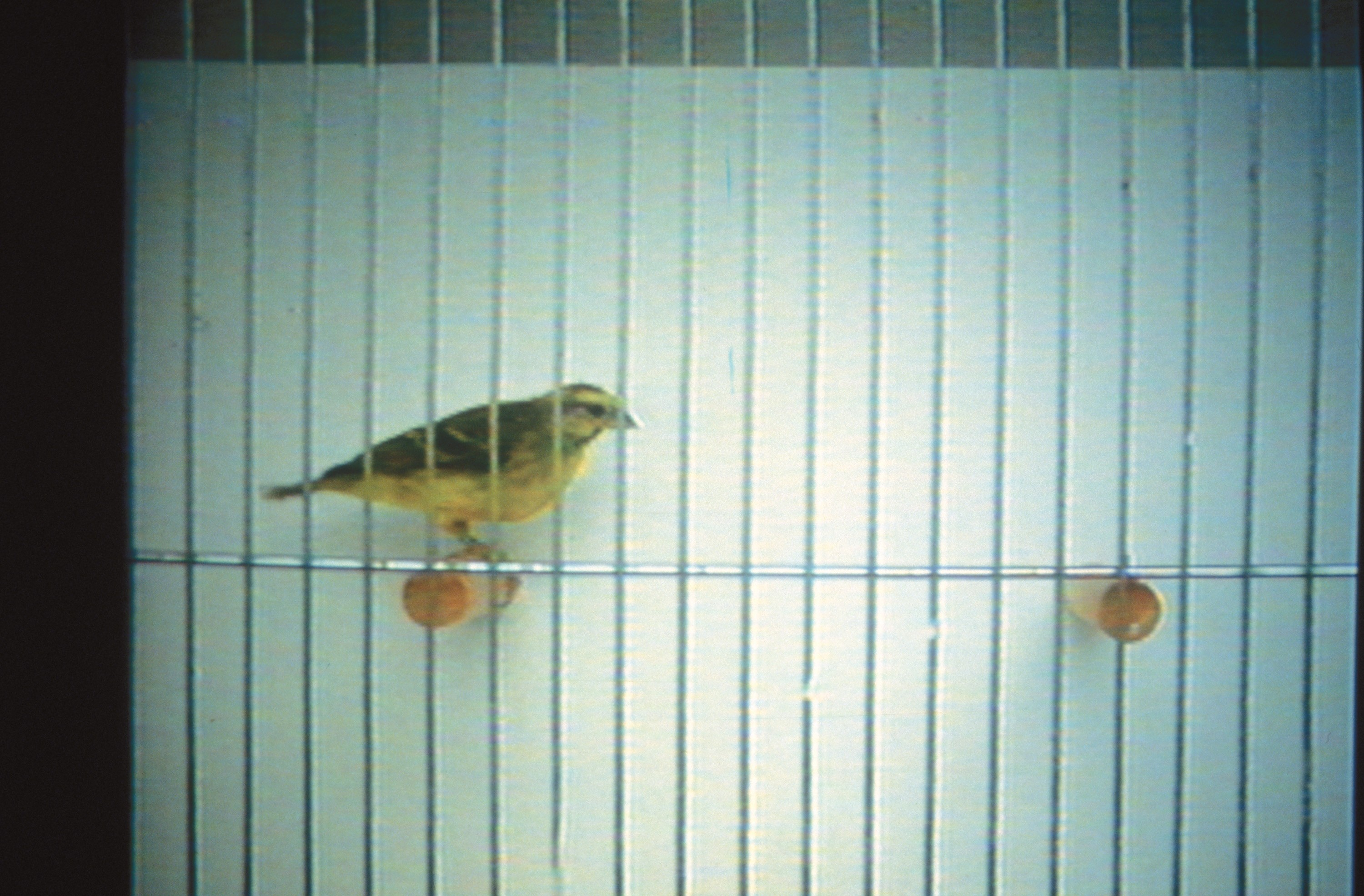 Video installation by Marie José Burki
