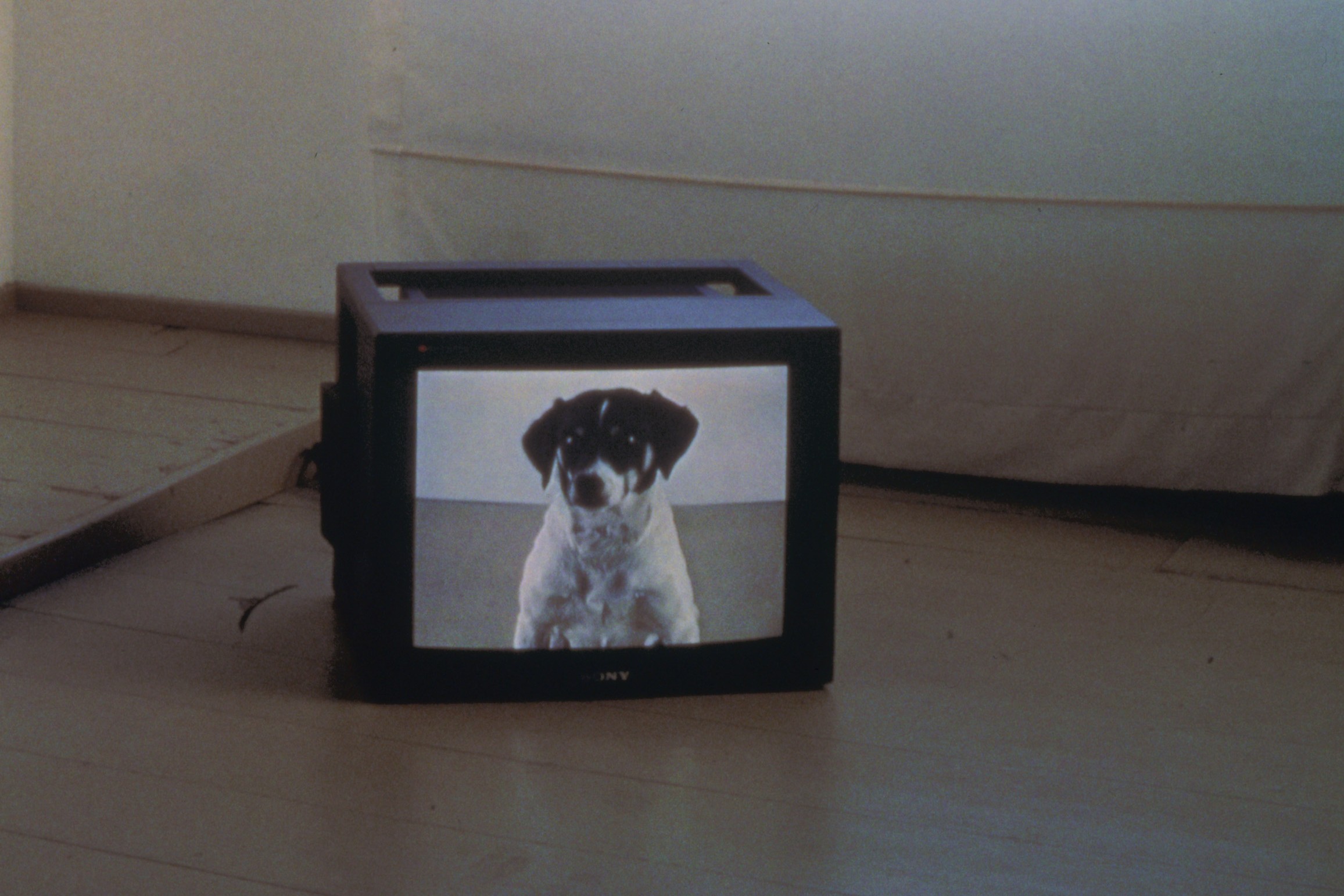 Video Installation by Marie José Burki