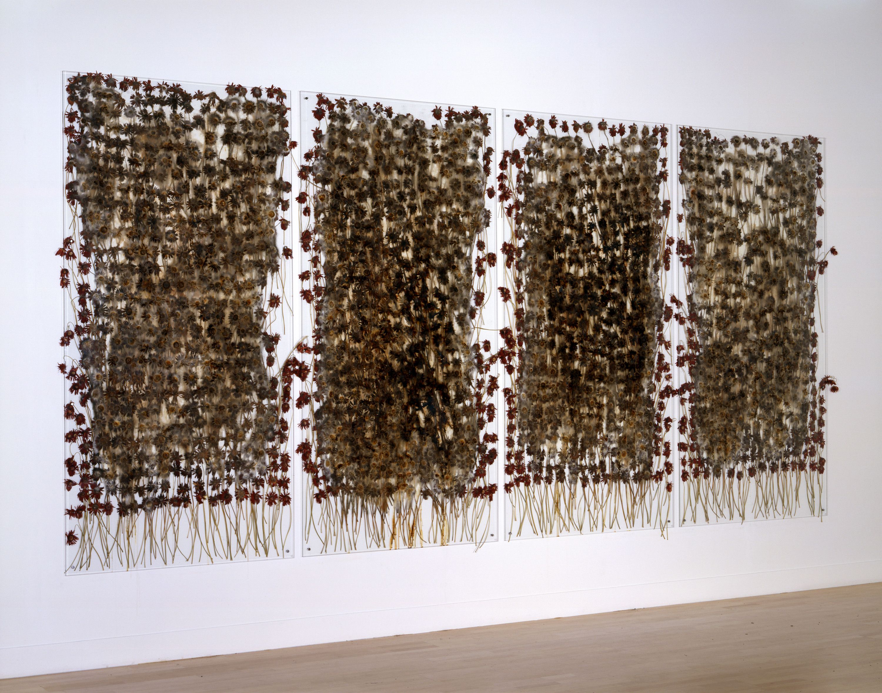 Installation of preserve 'beauty' at Tate Britain