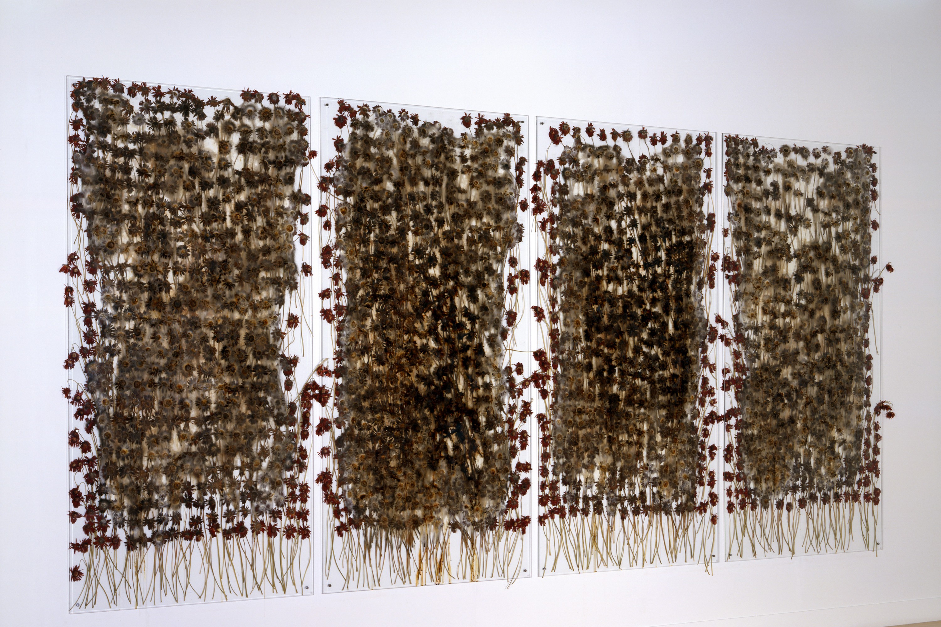 Installation of preserve 'beauty' at Tate Britain