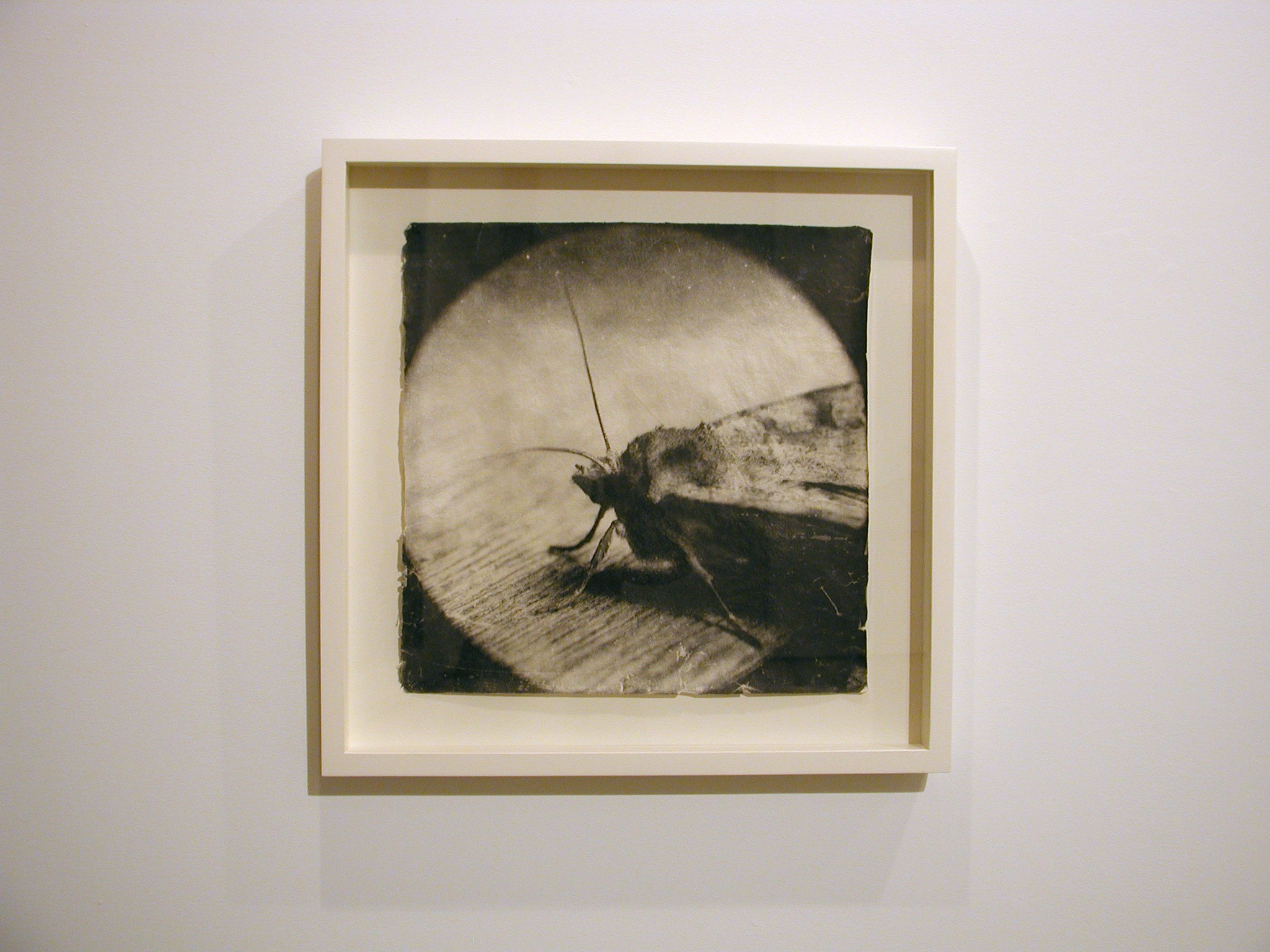 Installation view of Doug & Mike Starn at Lehmann Maupin New York