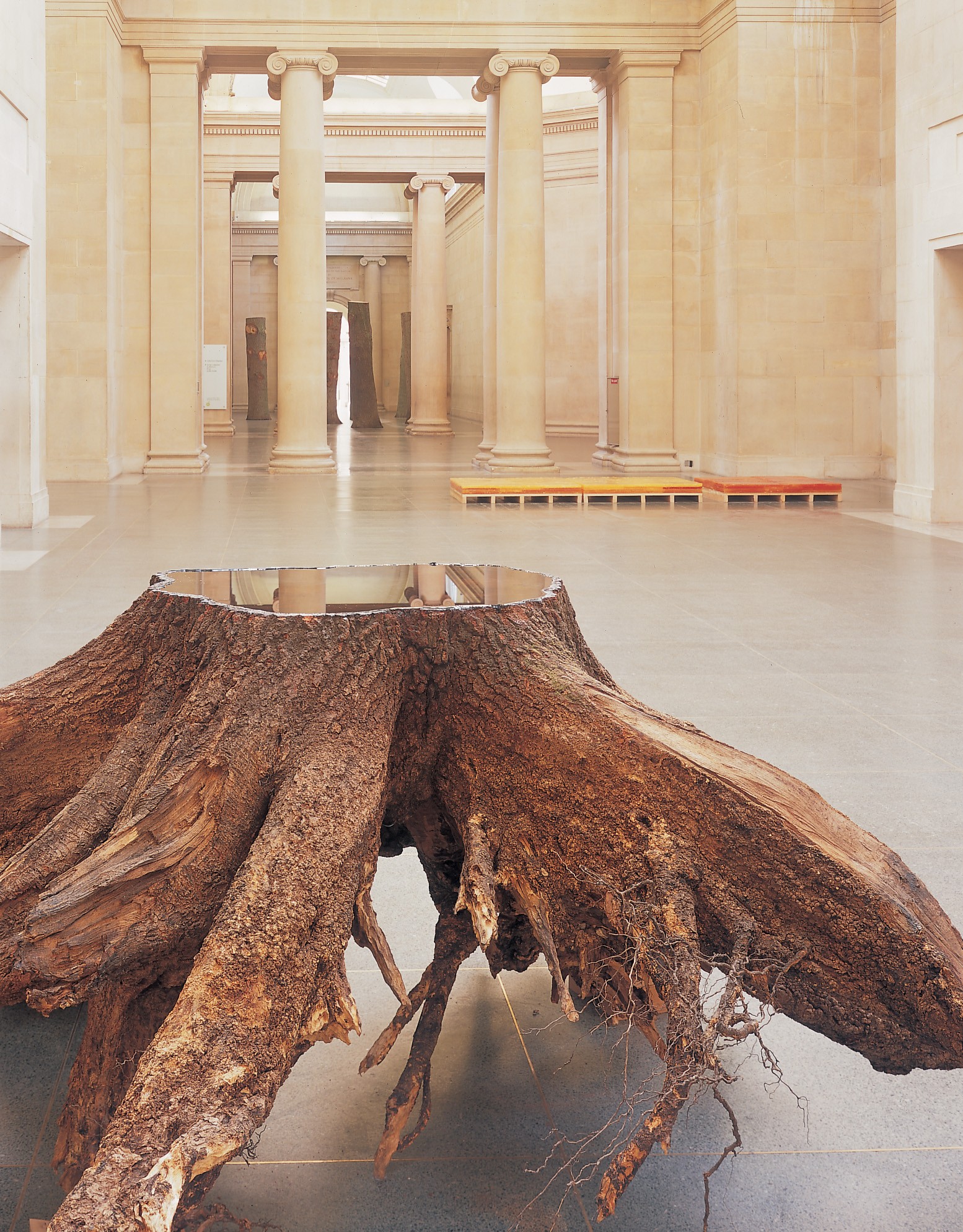 Installation view of Anya Gallaccio at Tate Britain
