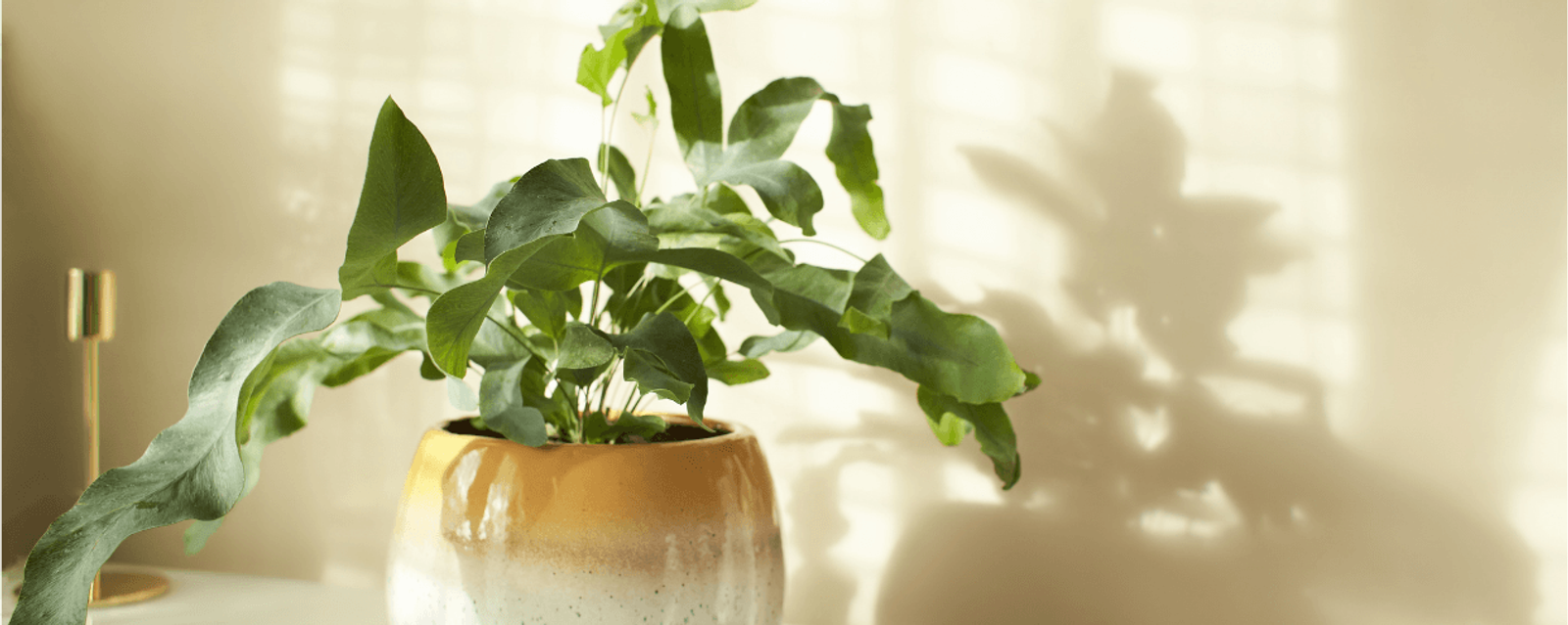 Blue star fern, a soft textured pet friendly houseplant safe for homes with cats and dogs