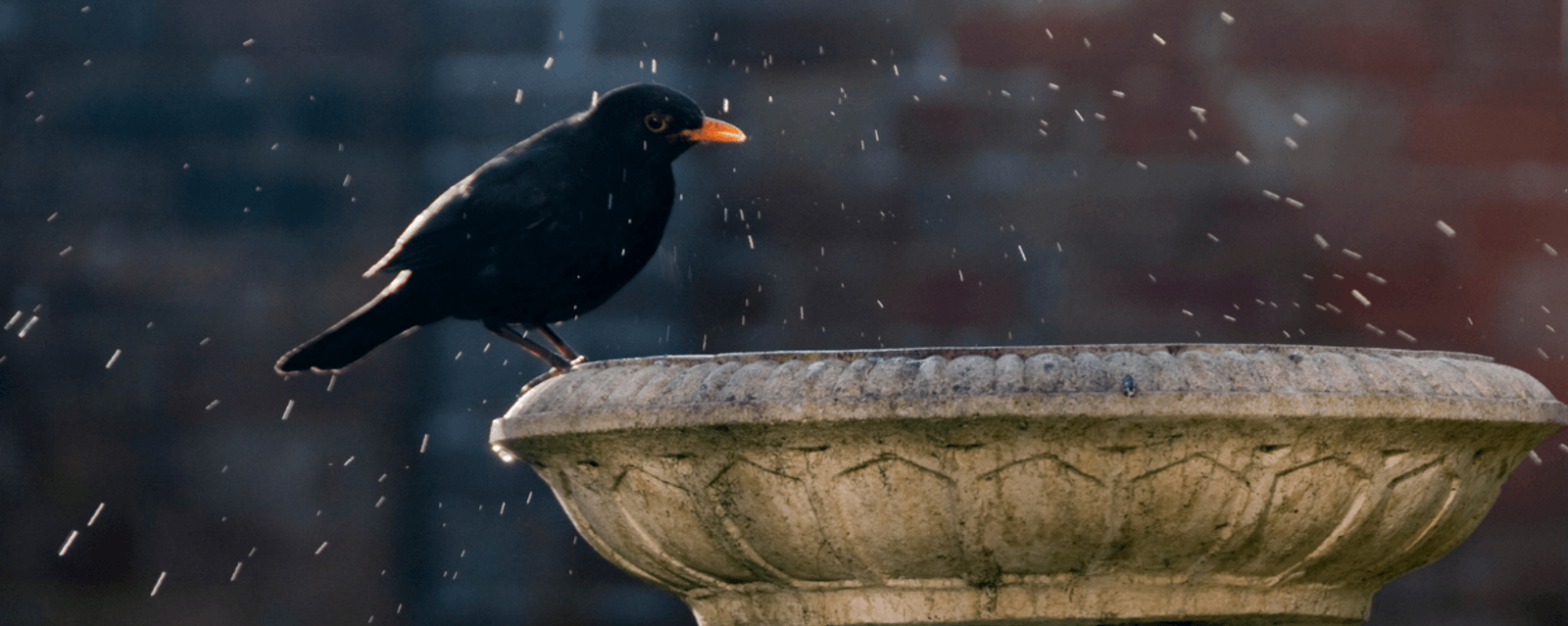 5 Easy Habitat Wins for Your Garden