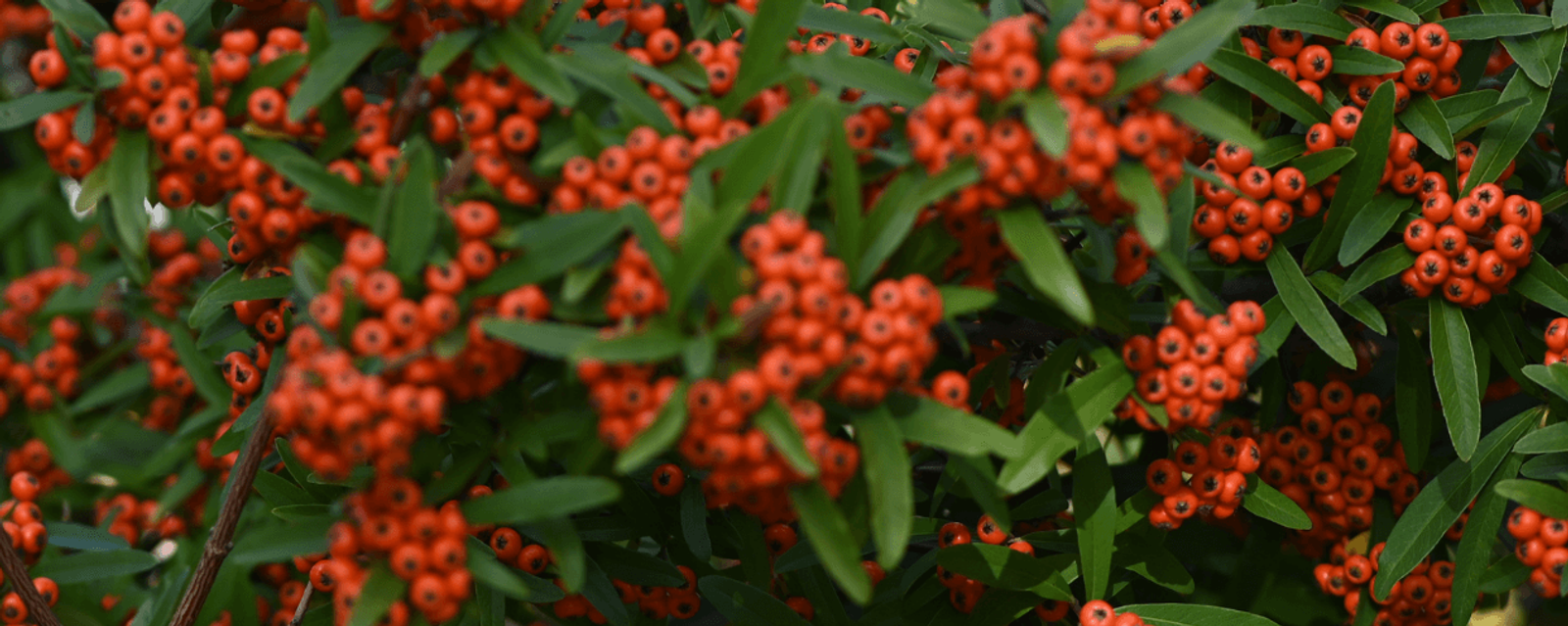 5 Easy Habitat Wins for Your Garden