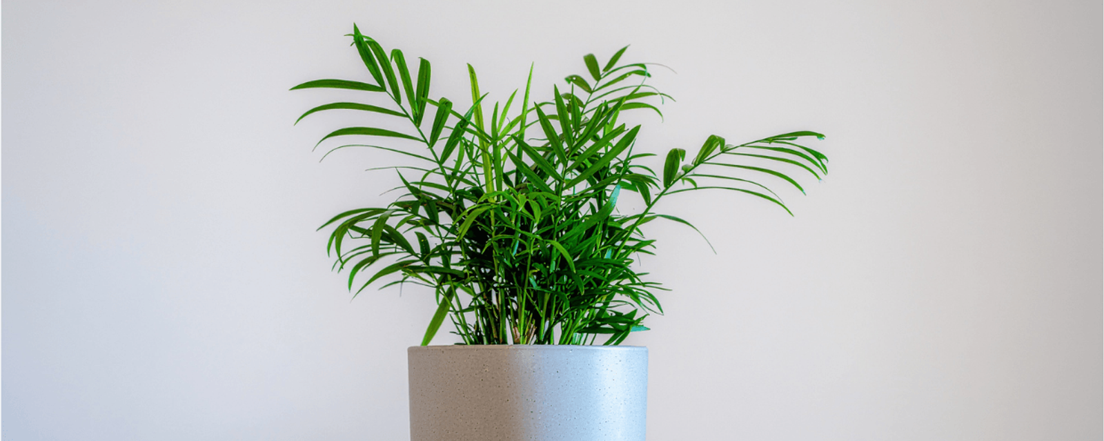Parlour palm with delicate feathery fronds, a classic pet friendly houseplant for homes with cats and dogs