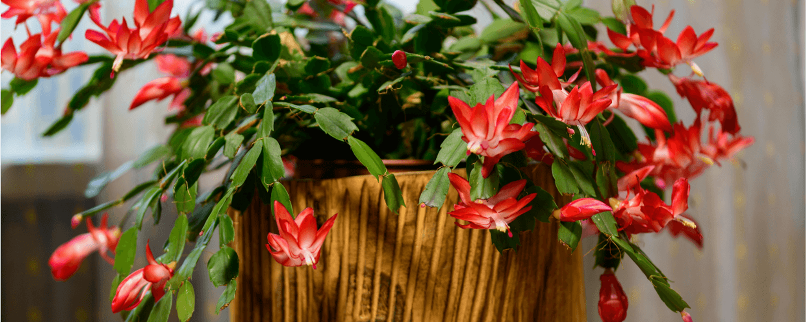 Christmas cactus with coral winter flowers, one of the most recognisable pet friendly houseplants for indoor homes