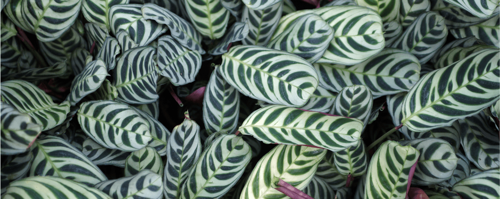 Never Never Plant (Ctenanthe) with patterned leaves, a decorative example of pet friendly houseplants for interiors with cats and dogs