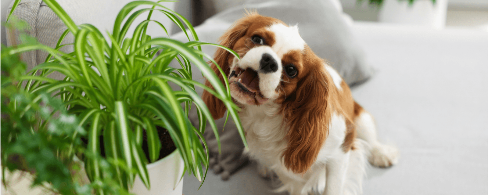 Dog curiously nibbling a spider plant, highlighting the importance of choosing pet friendly houseplants for homes with animals