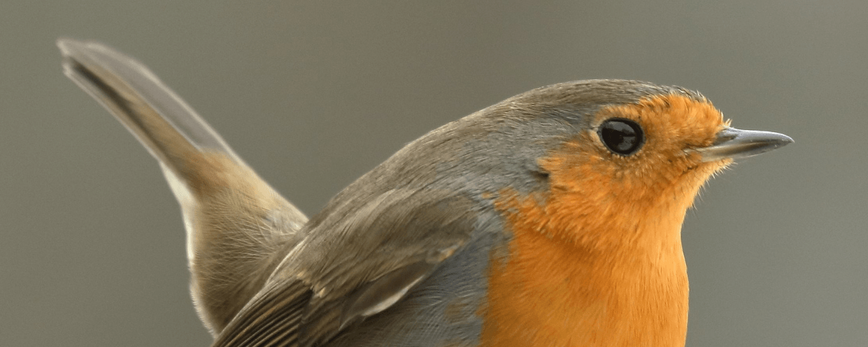 5 Easy Habitat Wins for Your Garden