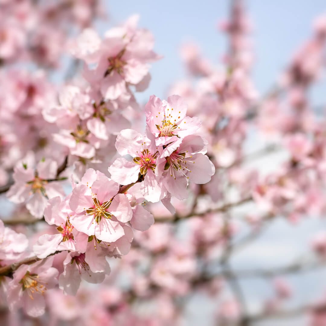 Seasonal atmosphere pink cherry blossoms against a blue sky