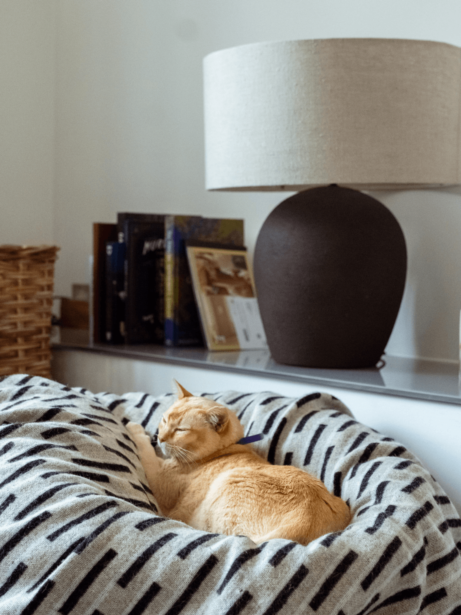 Sevenoaks interior design living room detail with cat resting on cushion beside table lamp