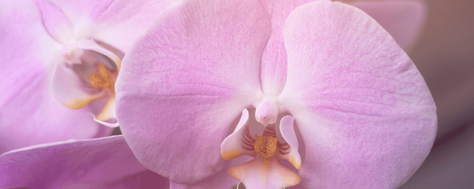 Moth orchid bloom, one of the most elegant pet friendly houseplants for indoor homes