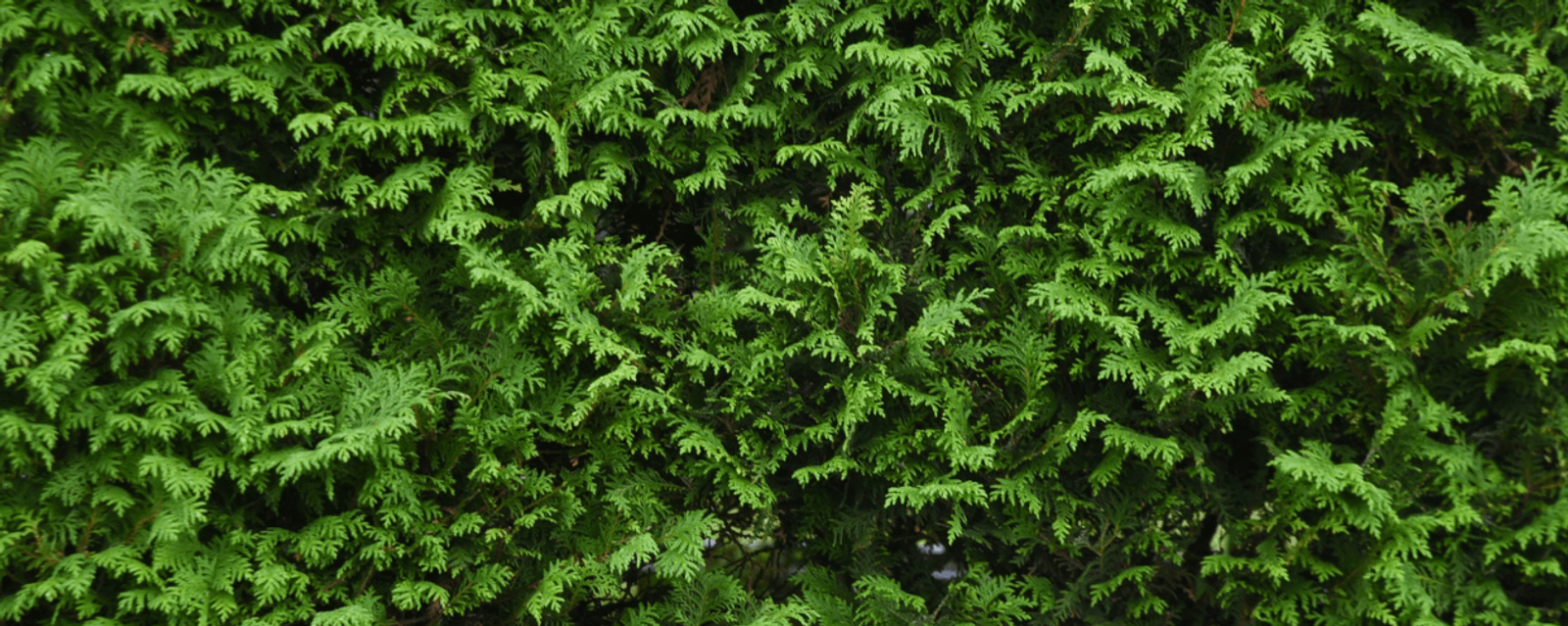 5 Easy Habitat Wins for Your Garden