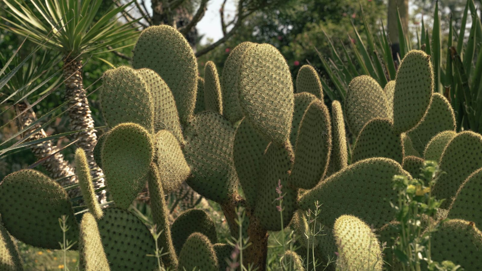 The World Garden