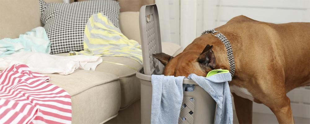 Five practical tips for pet proofing your home - RugPadUSA