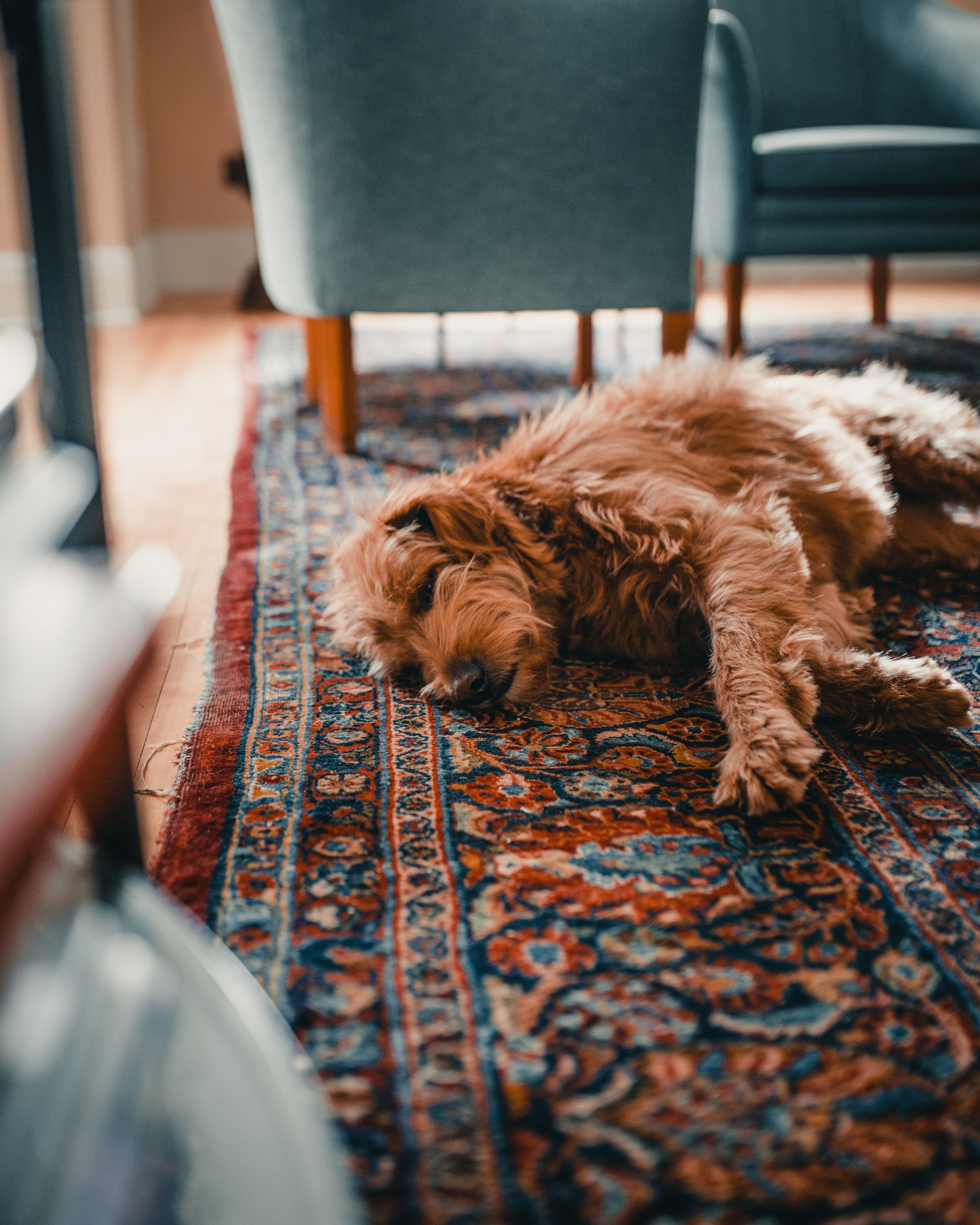 Ways To Pee-Proof Rugs: How To Stop Dog From Peeing On Rug