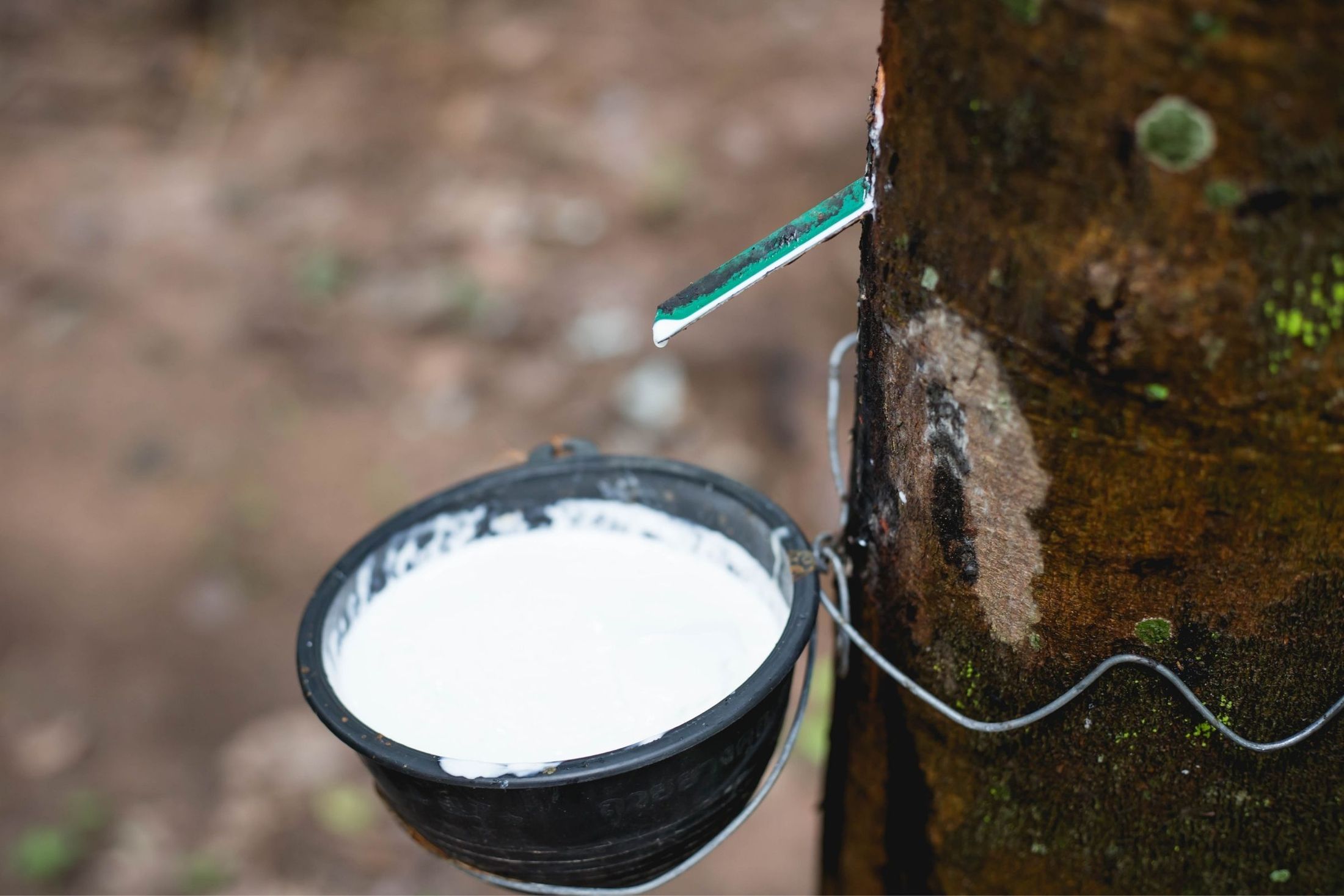 Natural Rubber and Its Use as Eco Rubber Flooring: An Origin Story