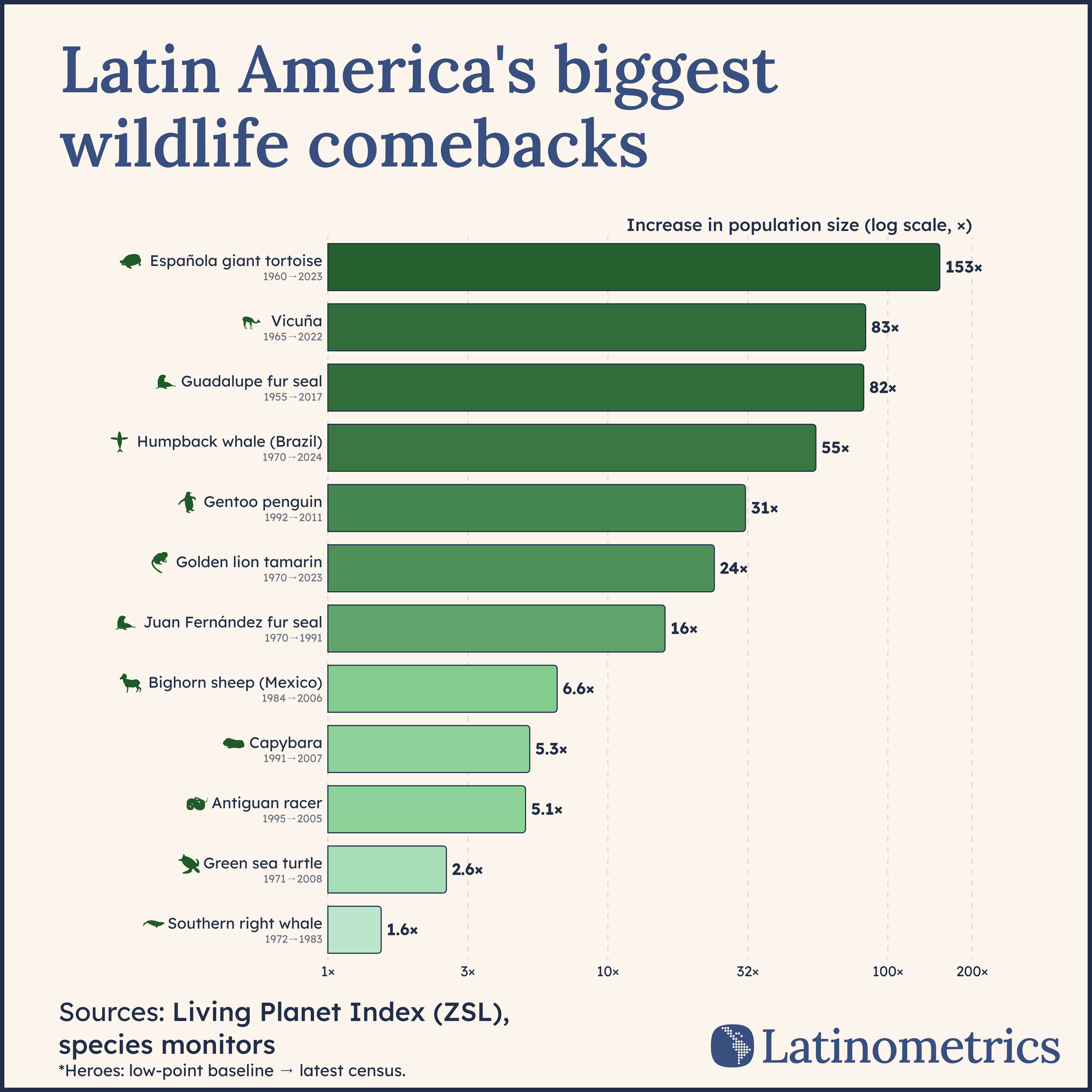 Horizontal log-scale bar chart titled 'Latin America's biggest wildlife comebacks' showing 12 species with documented population recoveries since their low points. Española giant tortoise leads at 153x (1960-2023), followed by vicuña (83x, 1965-2022), Guadalupe fur seal (82x, 1955-2017), humpback whale Brazil (55x, 1970-2024), gentoo penguin (31x), golden lion tamarin (24x), Juan Fernández fur seal (16x), bighorn sheep Mexico (6.6x), capybara (5.3x), Antiguan racer (5.1x), green sea turtle (2.6x), and southern right whale (1.6x). Hero species (asterisked) use low-point baseline to latest census; LPI species use full monitoring window (1970-2012 cutoff). Species silhouettes from PhyloPic. Source: Living Planet Index (ZSL), species monitors.