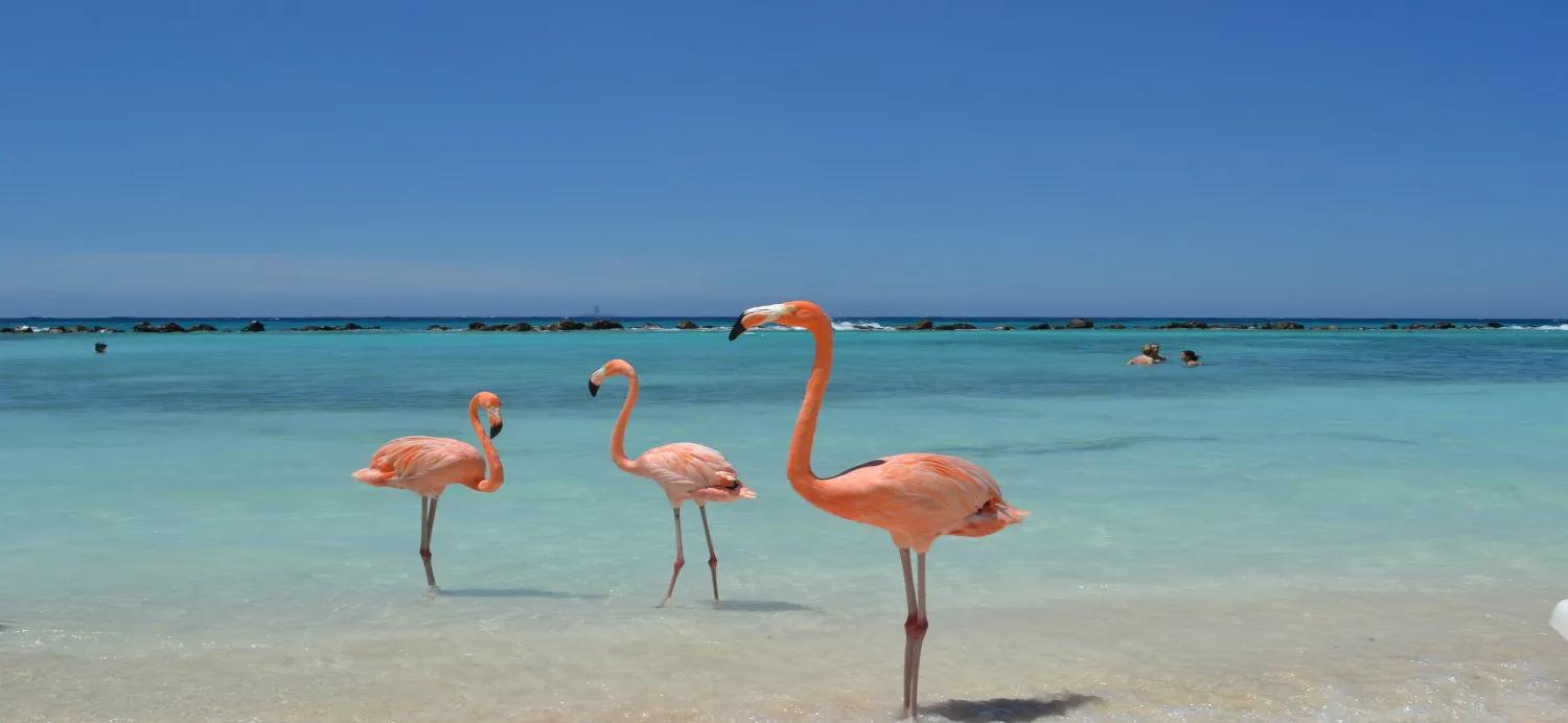 ARUBA DELUXE 360