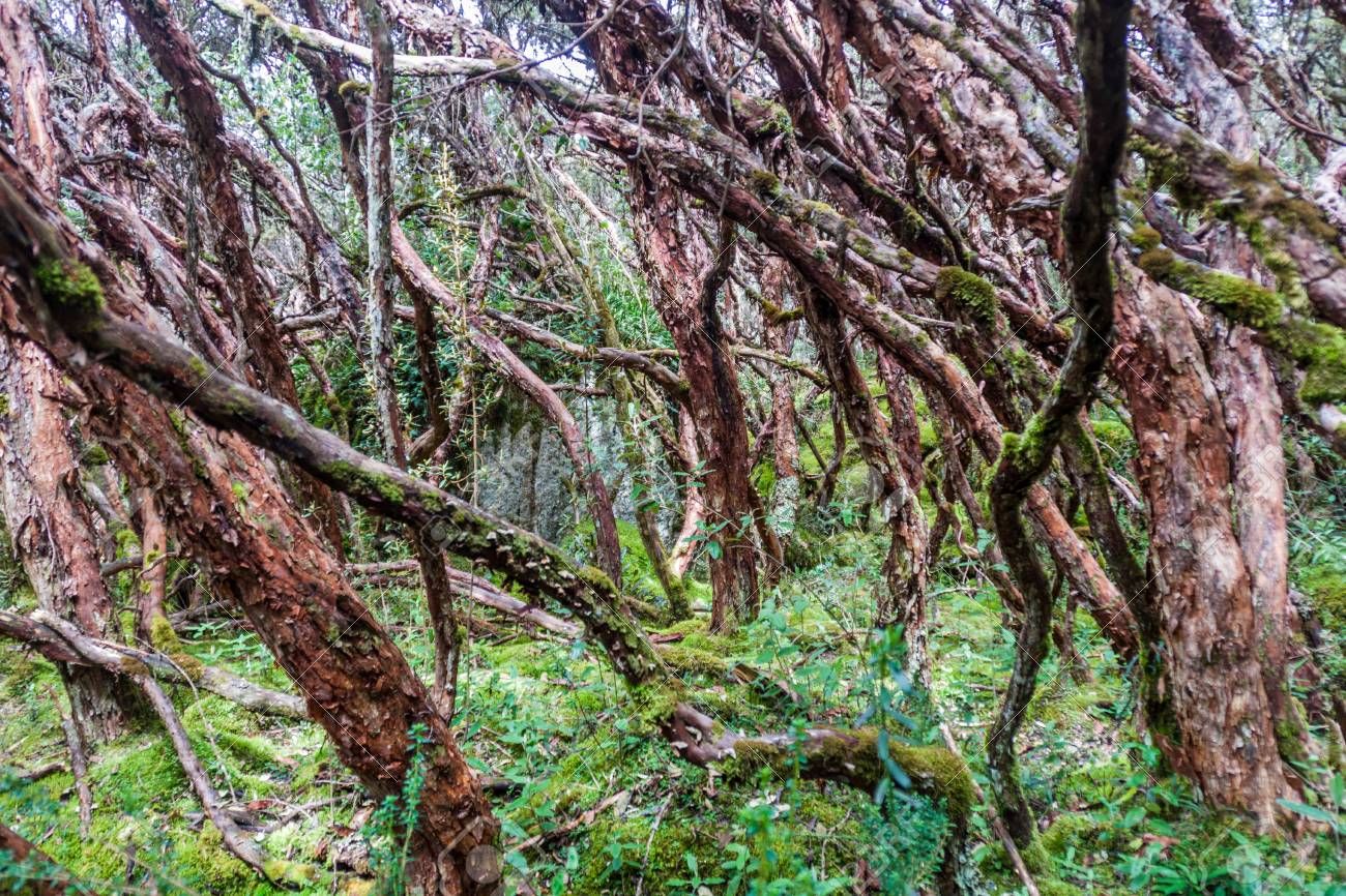Bosque de Polylepis
