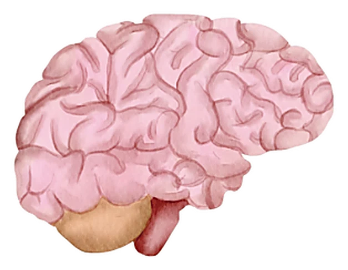Watercolour illustration of a human brain in soft pink and cream tones, shown in profile.