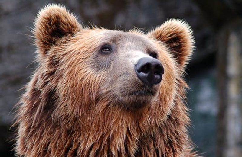 Bear With Me