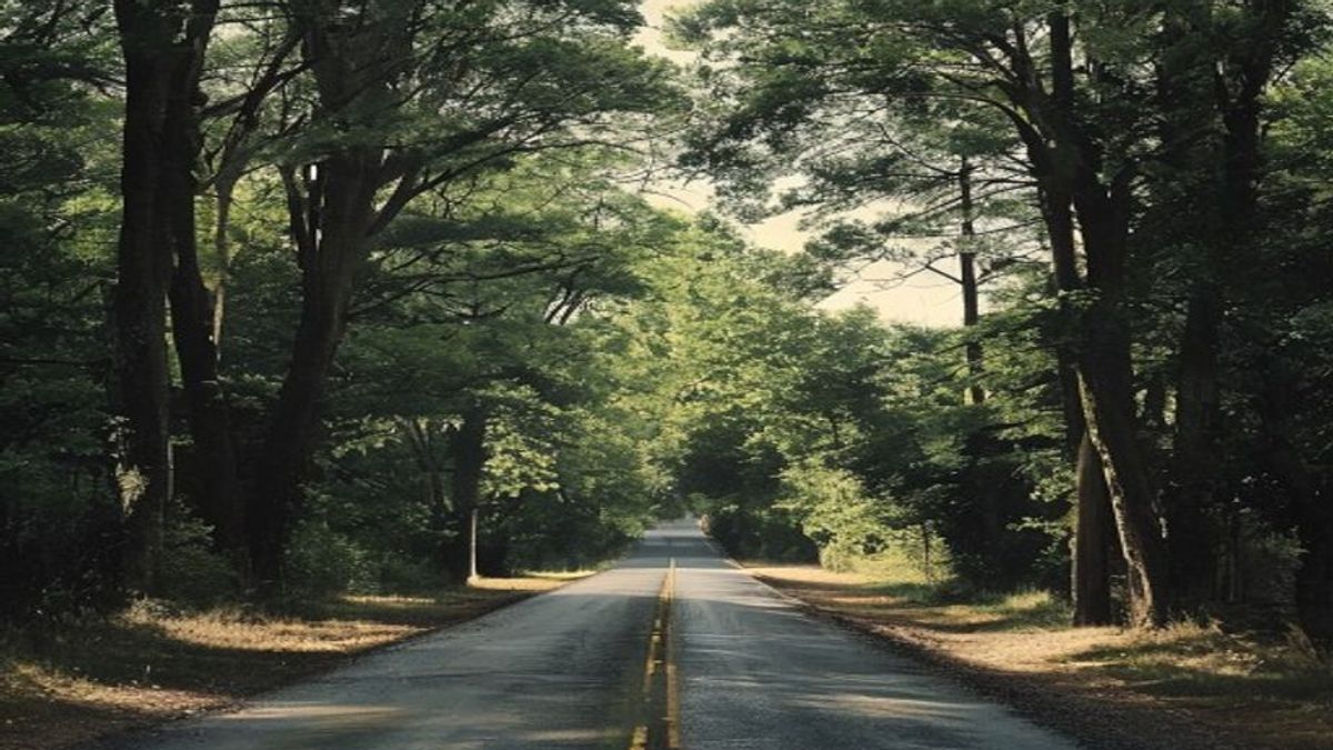 Ruta rural de dos carriles en Maine en una tarde de verano, con árboles densos a ambos lados y una loma que corta la visión