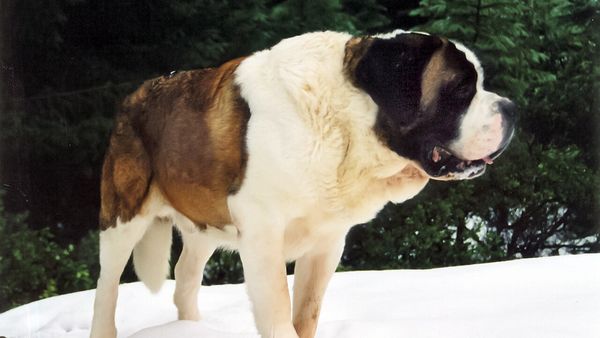 Cujo vuelve: Netflix prepara una nueva película y suena Darren Aronofsky para dirigirla