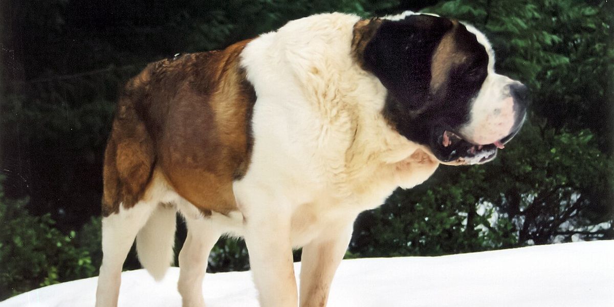 Cujo vuelve: Netflix prepara una nueva película y suena Darren Aronofsky para dirigirla