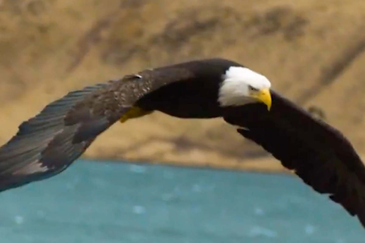 Rocketing out of stealth.