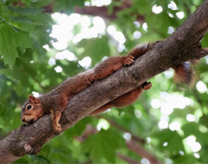 A very cute squirrel hanging onto a branch, with green leaves visible in the background.